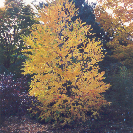 Katsura Tree - Image 3