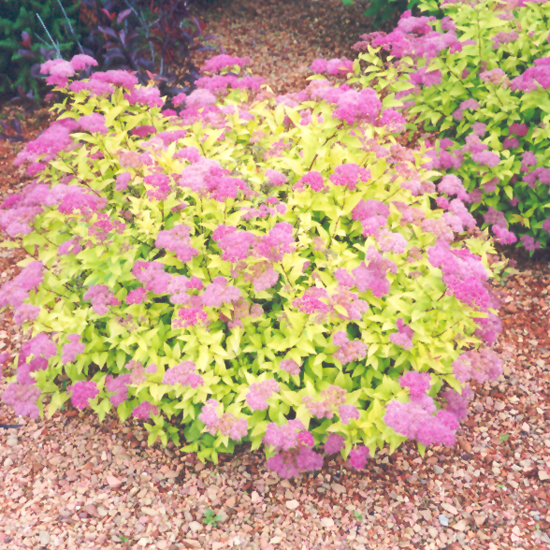 Goldmound Spirea - Image 3