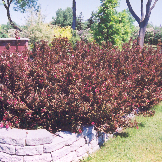 Wine and Roses Weigela - Image 2