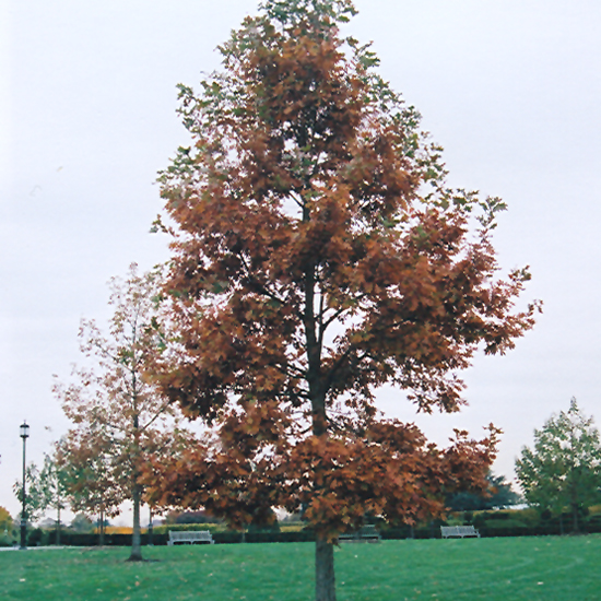 Swamp White Oak - Image 2
