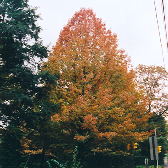 Shumard Oak - Image 3