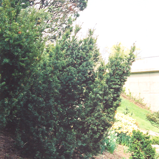 Captain Upright Yew
