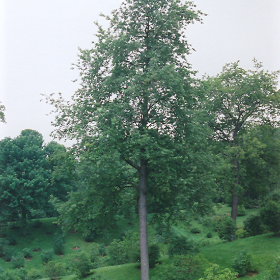 Black Cherry - Image 2