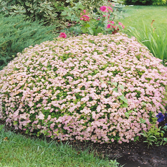 Little Princess Spirea - Image 2