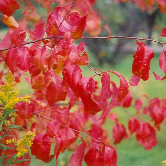 Black Cherry - Image 3
