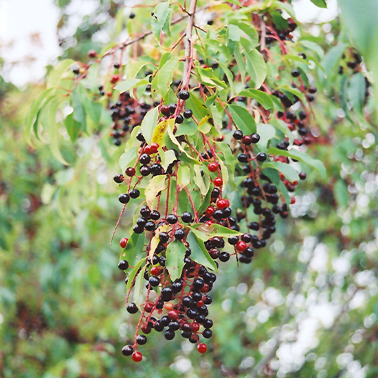 Black Cherry