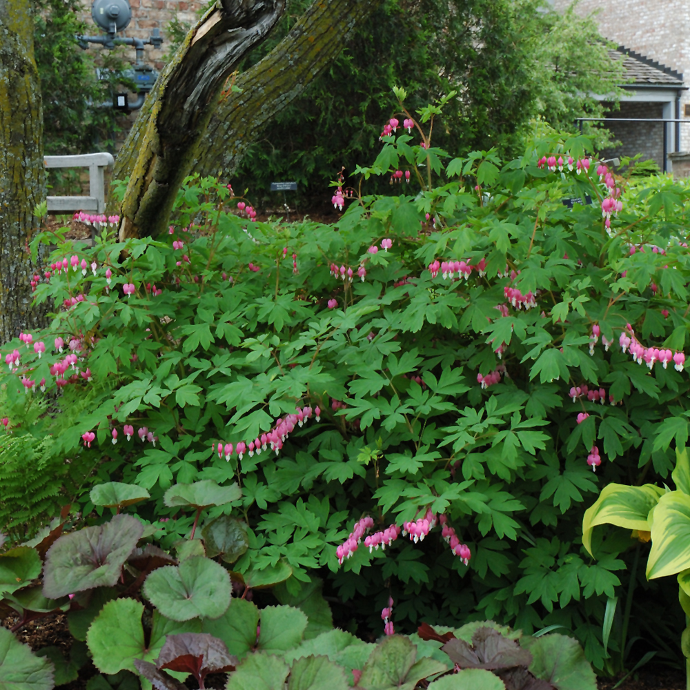 Common Bleeding Heart - Image 2