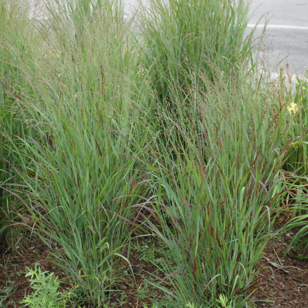 Shenandoah Reed Switch Grass - Image 2