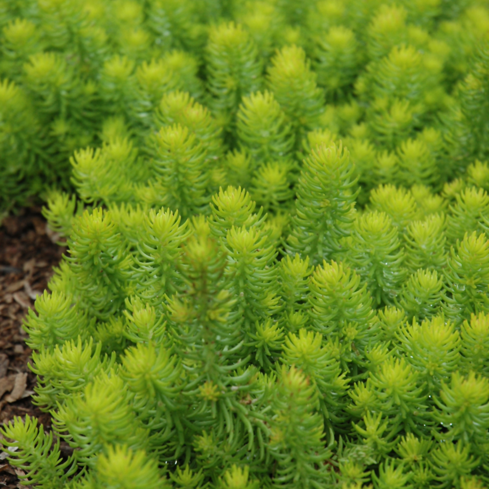 Angelina Stonecrop - Image 2