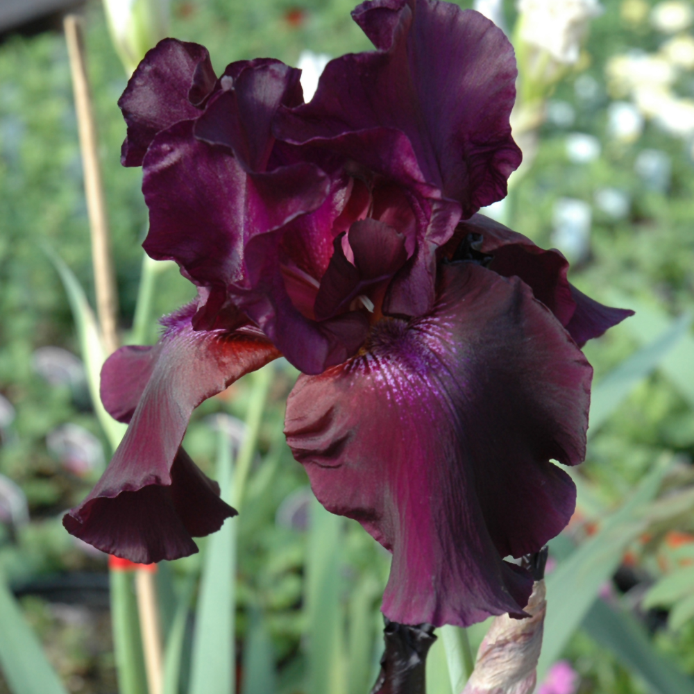 Superstition Iris