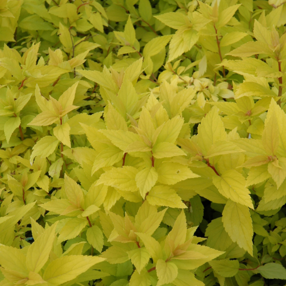 Goldmound Spirea - Image 2