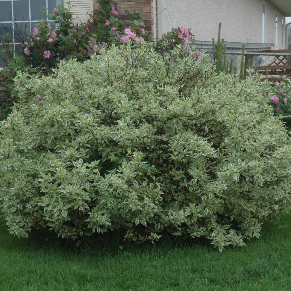 Ivory Halo Dogwood