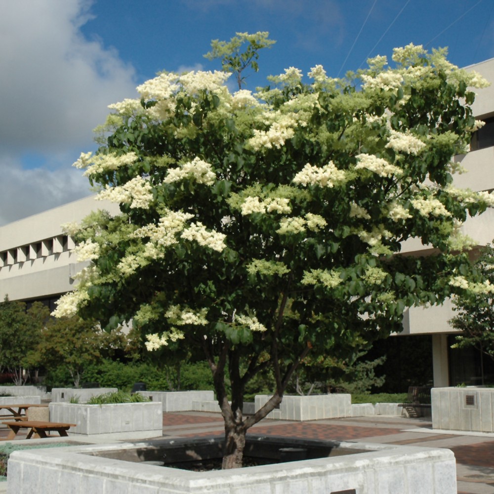 Ivory Silk Japanese Tree Lilac