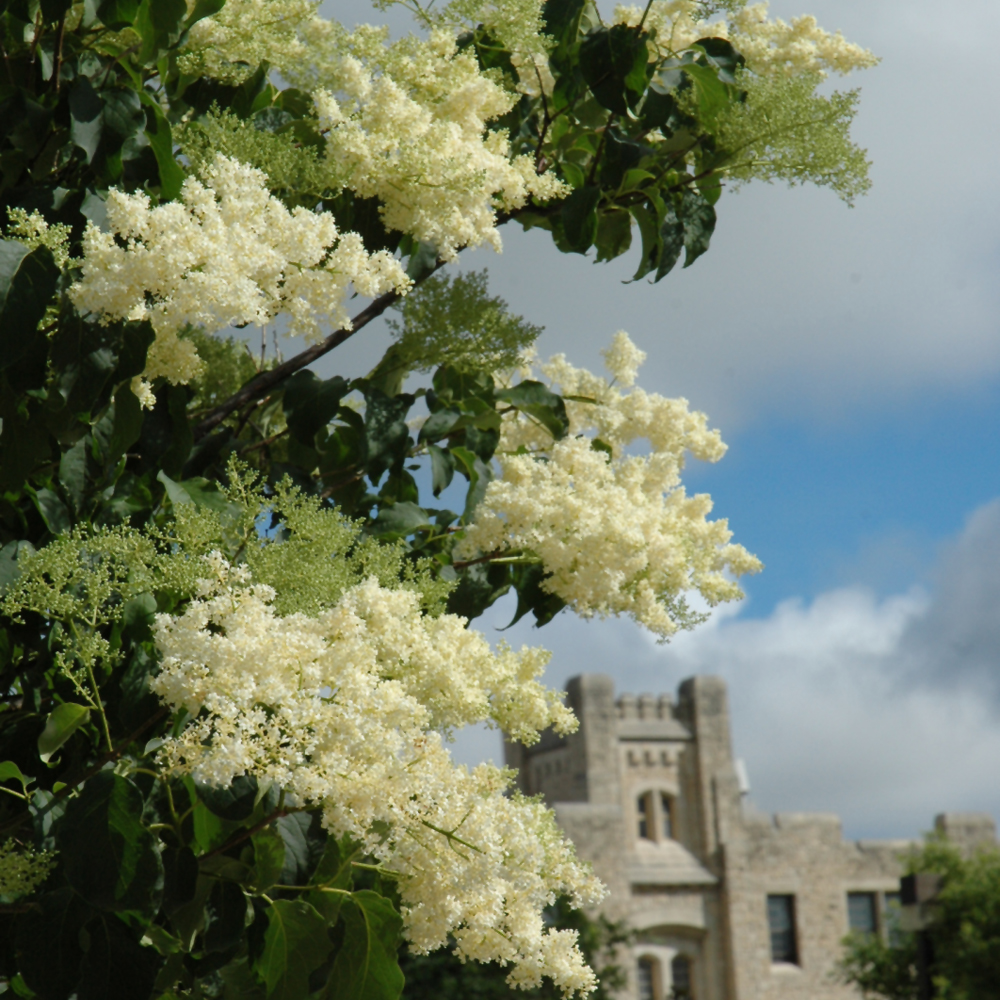 Ivory Silk Japanese Tree Lilac - Image 2
