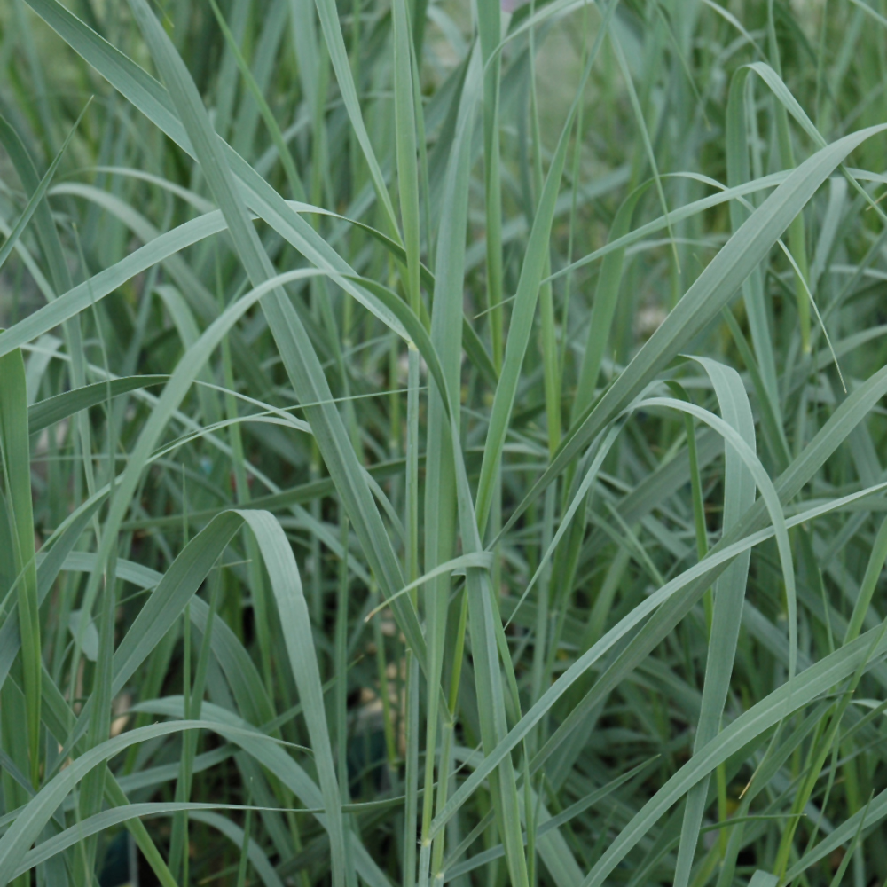 Heavy Metal Blue Switch Grass - Image 2