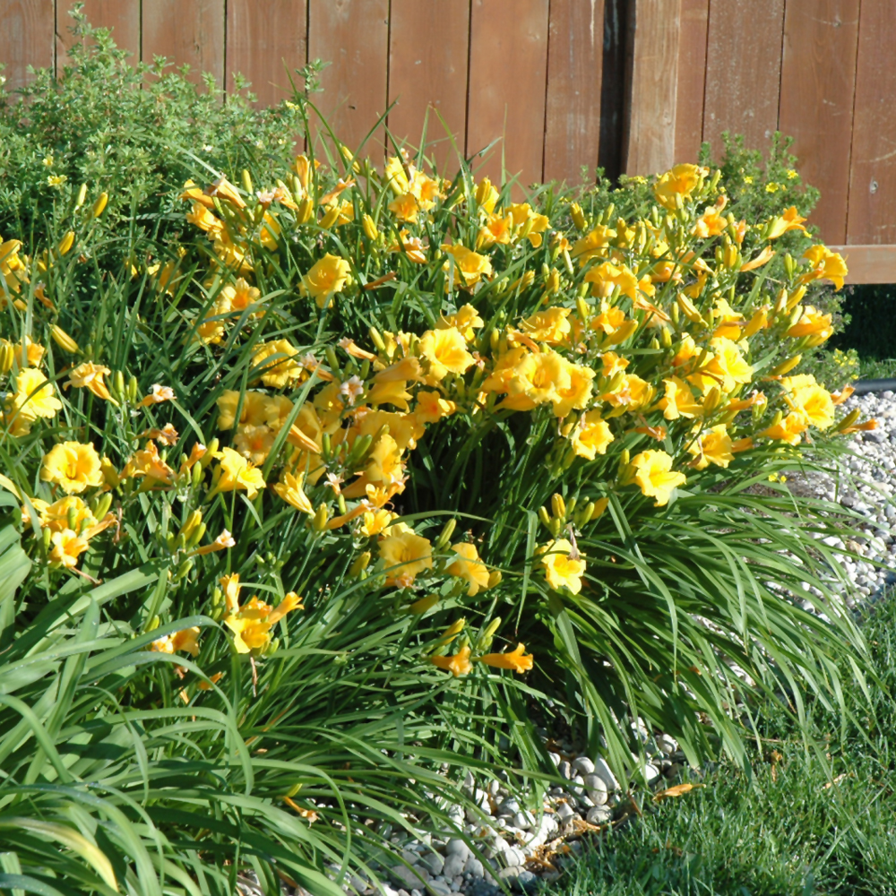 Stella de Oro Daylily - Image 2