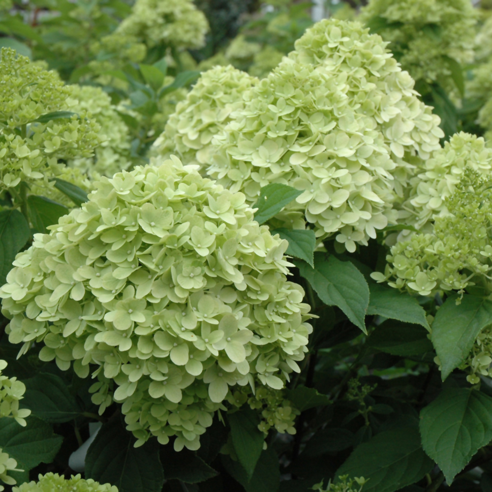 Limelight Prime Hydrangea - Image 2