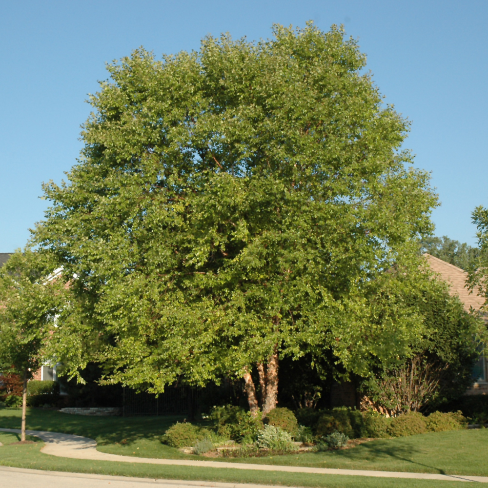 Heritage River Birch
