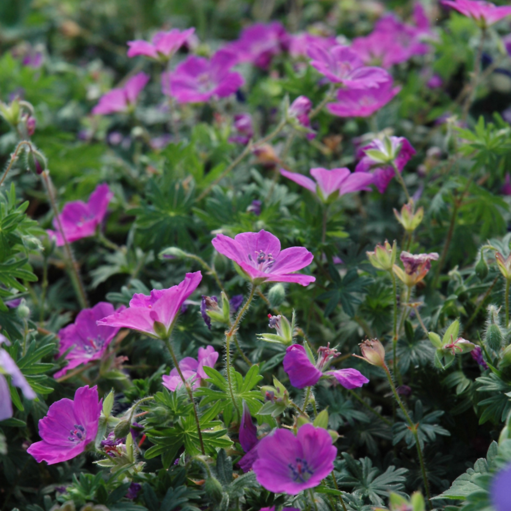 Max Frei Cranesbill