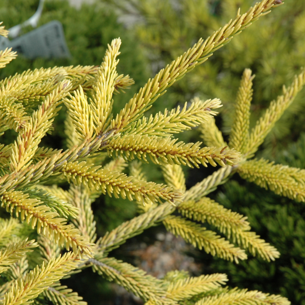 Skylands Golden Spruce - Image 2