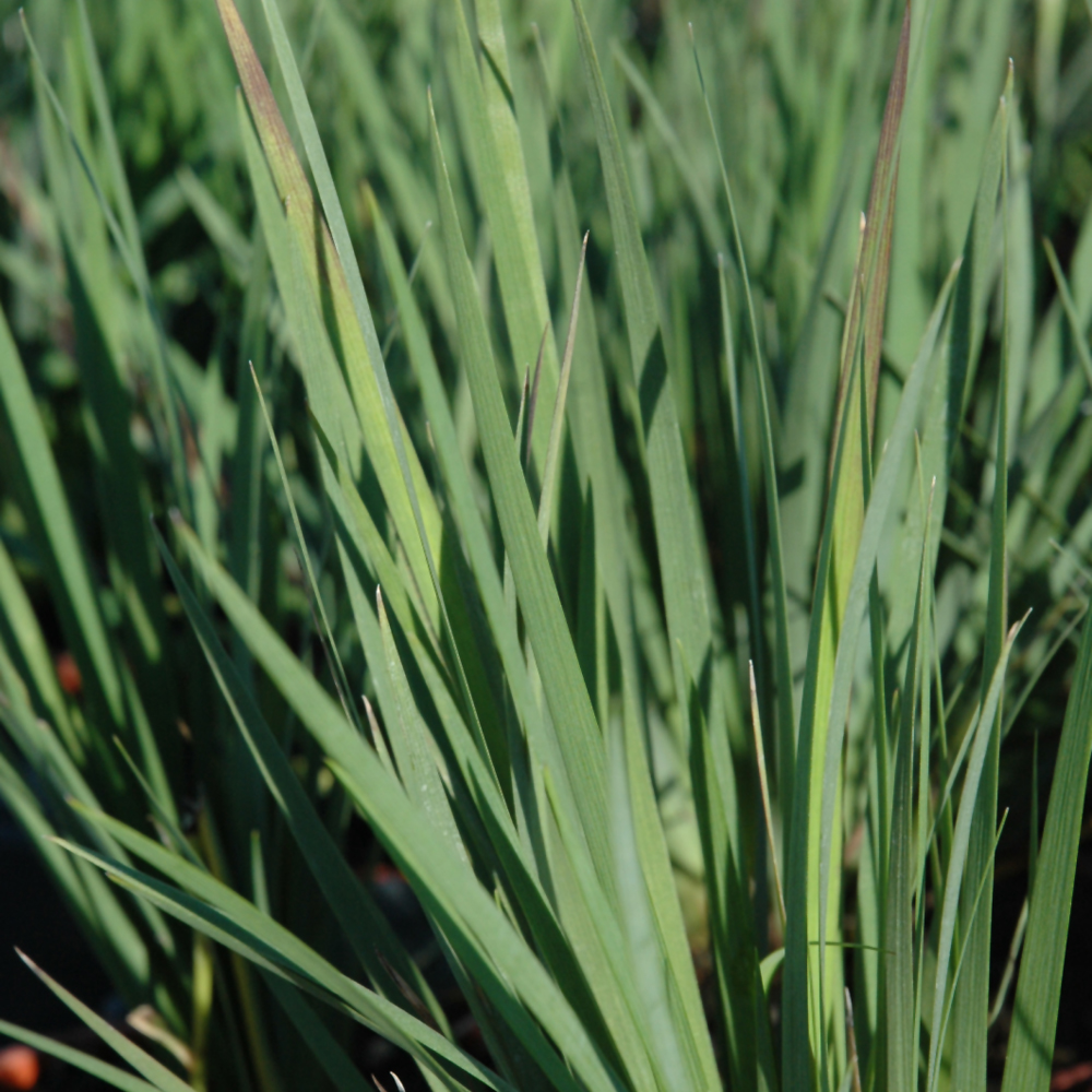 Lucerne Blue-Eyed Grass - Image 3