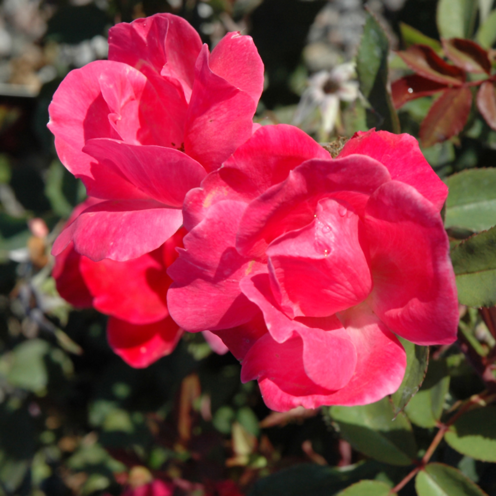 Pink Knock Out Rose