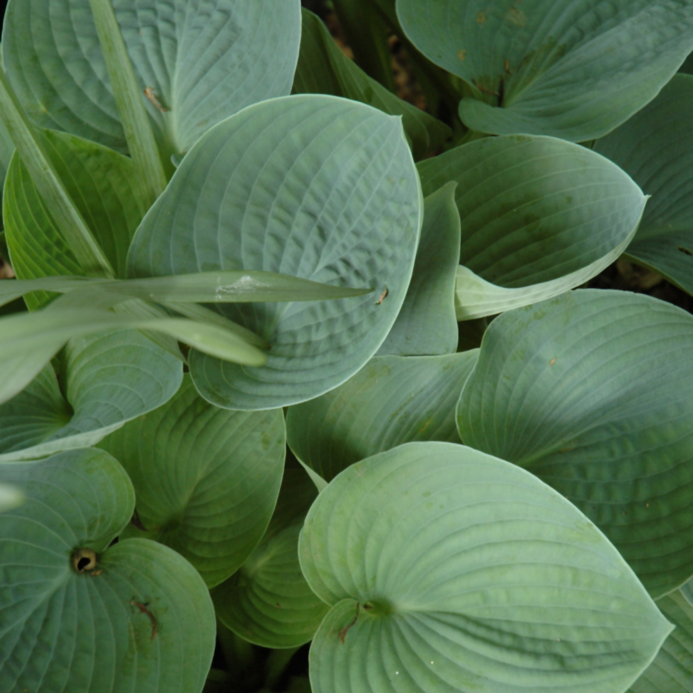 Hadspen Blue Hosta
