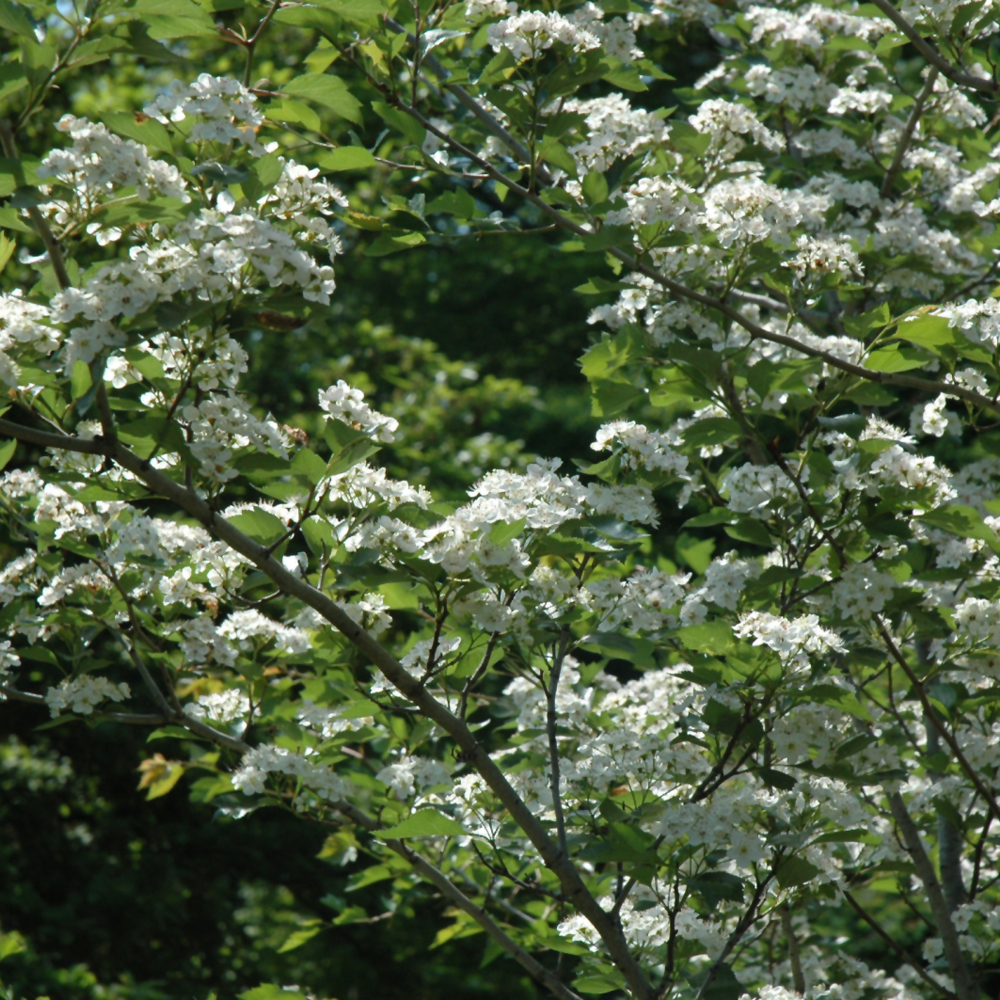 Winter King Hawthorn - Image 3