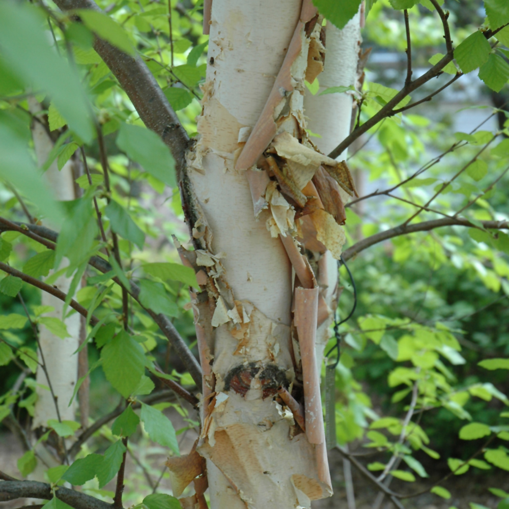 Heritage River Birch - Image 2