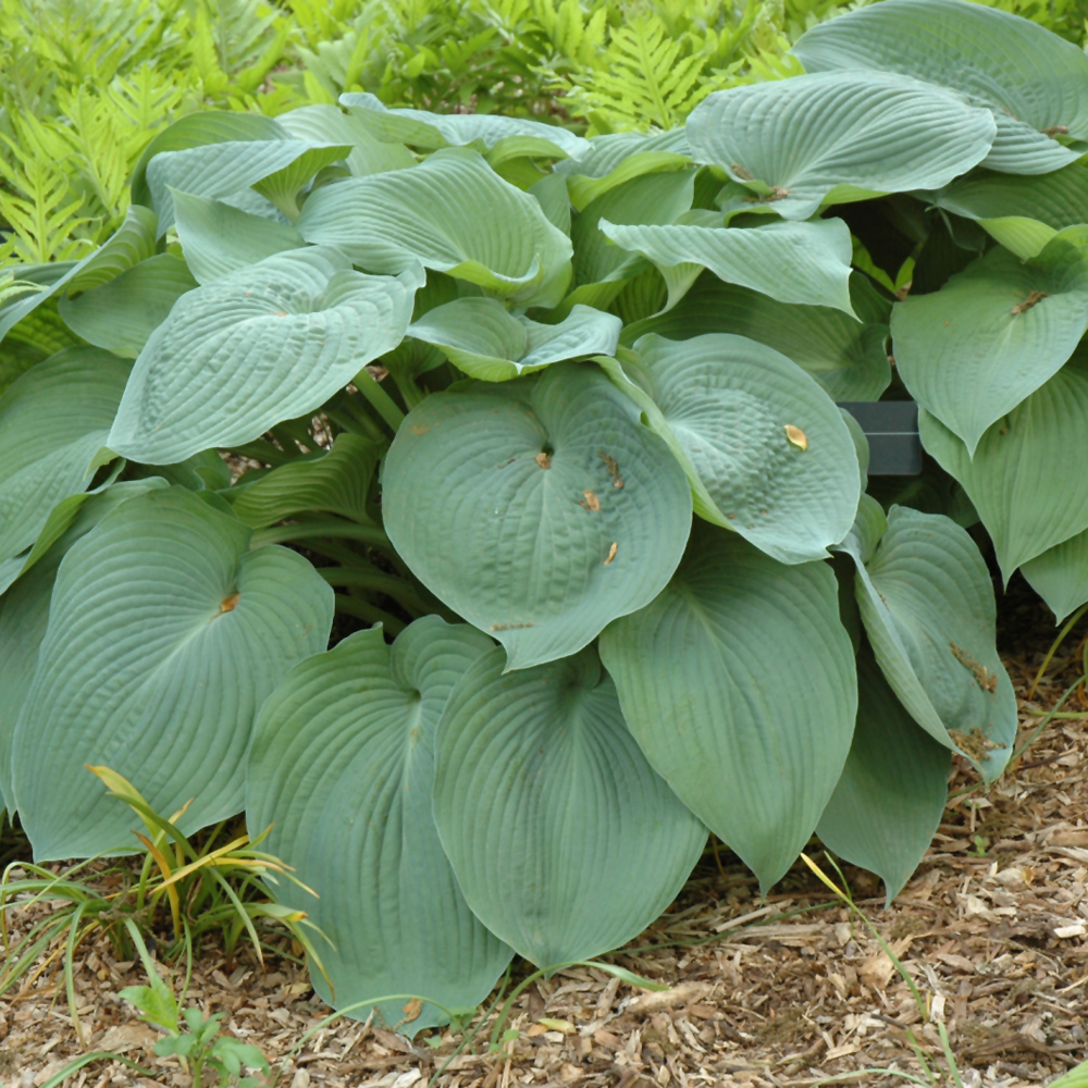 Big Daddy Hosta