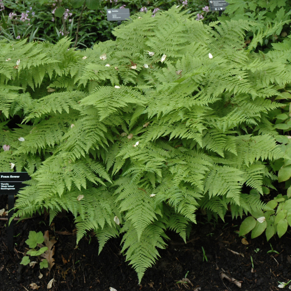 Lady Fern - Image 2