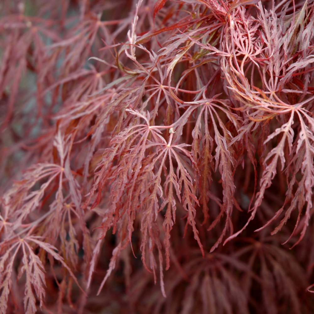 Crimson Queen Japanese Maple
