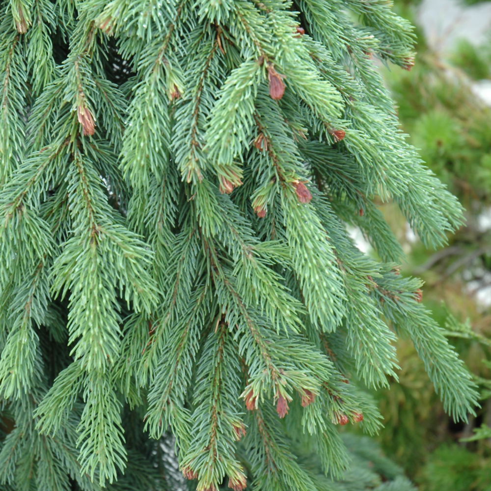 Weeping White Spruce - Image 2