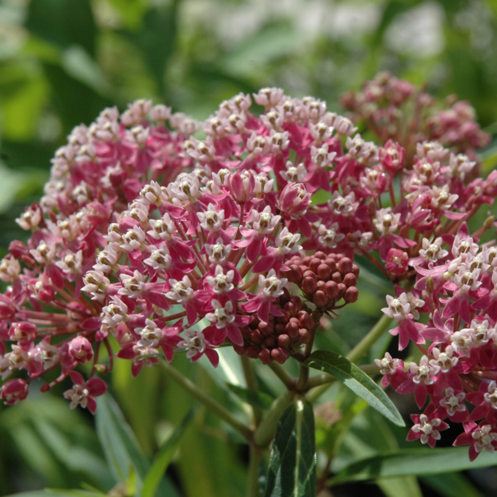 Cinderella Milkweed
