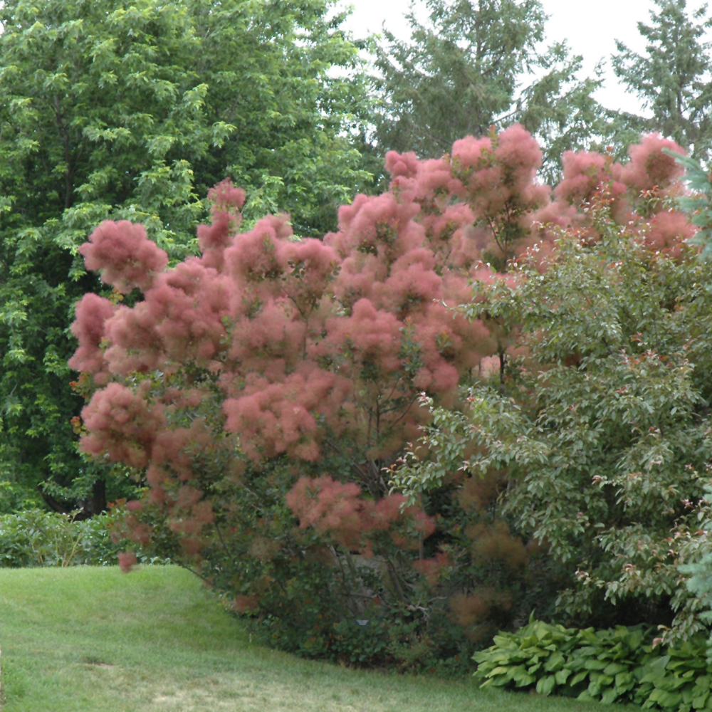 Royal Purple Smokebush
