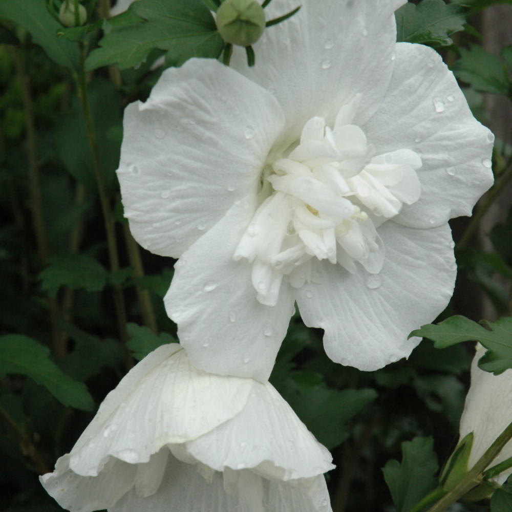 White Chiffon Rose of Sharon
