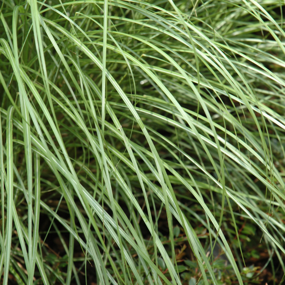 Little Kitten Dwarf Maiden Grass - Image 2