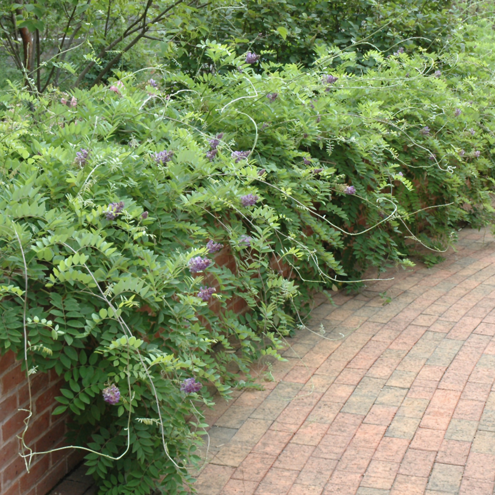 Amethyst Falls Wisteria - Image 3