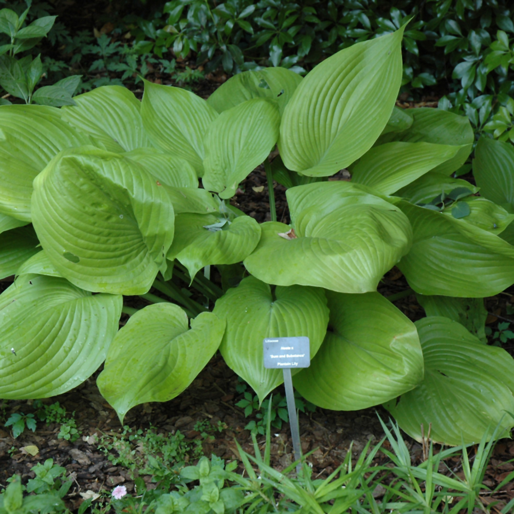 Sum and Substance Hosta - Image 2
