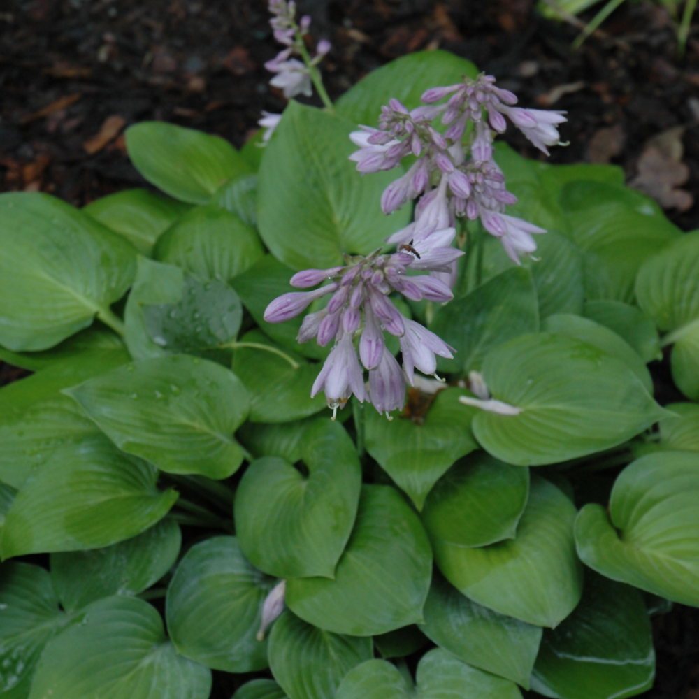 Blue Cadet Hosta