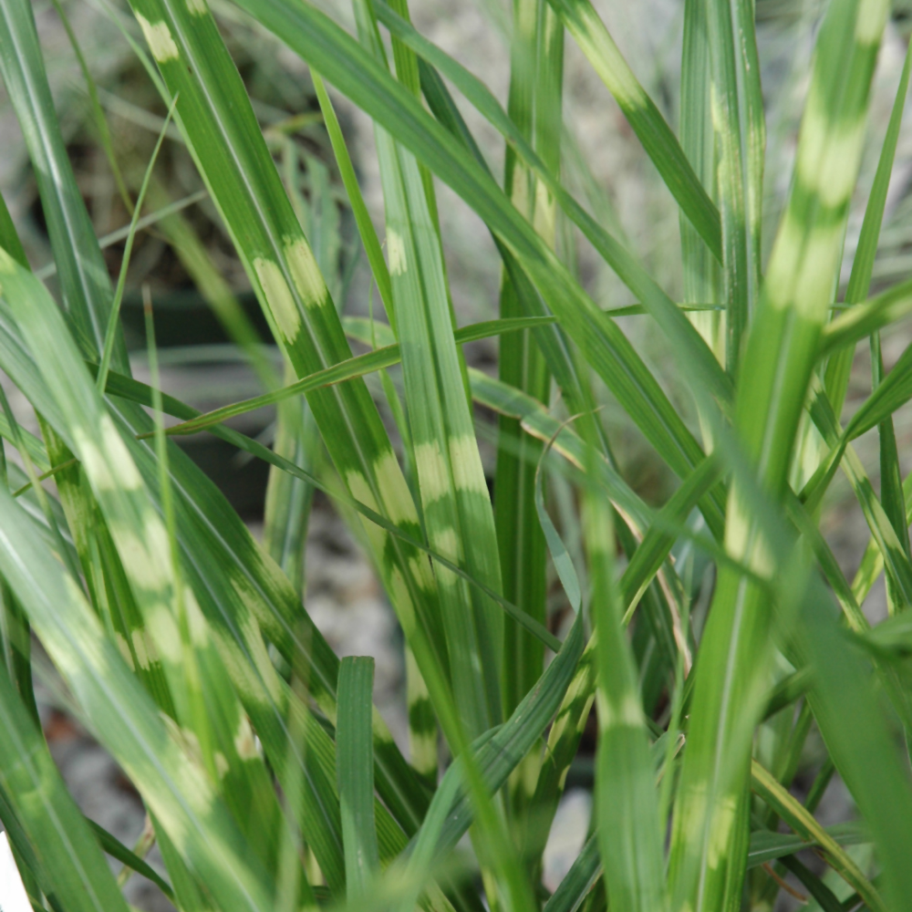Porcupine Grass