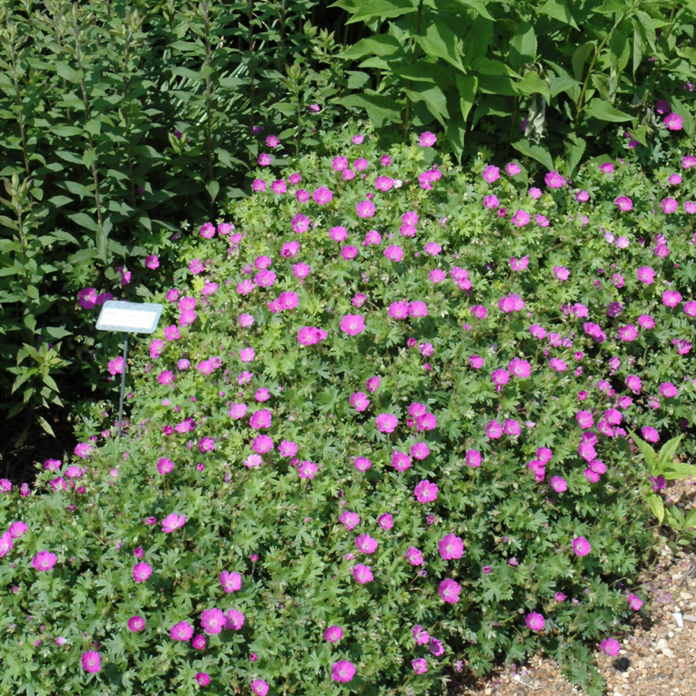 Max Frei Cranesbill - Image 2