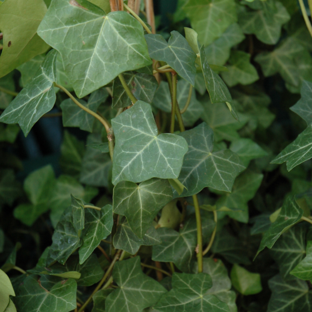 Thorndale Ivy