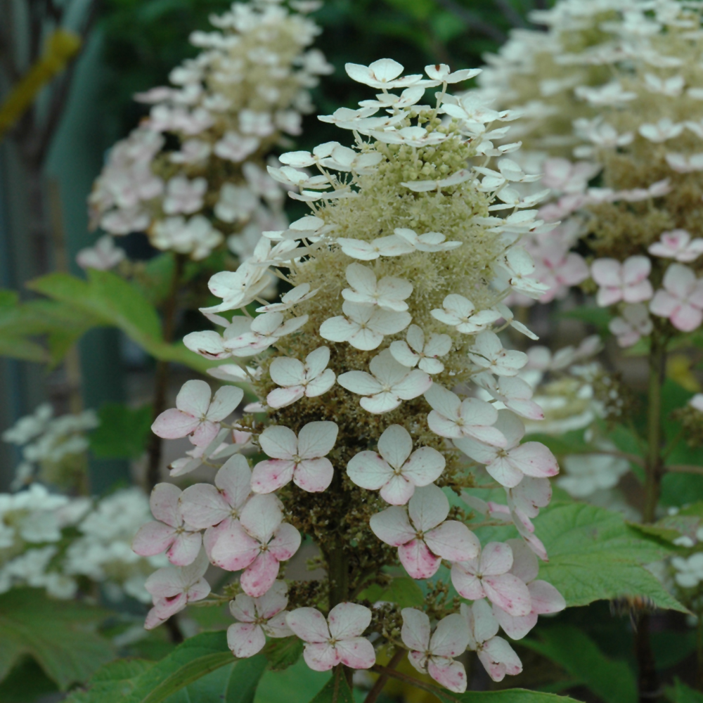 Alice Hydrangea