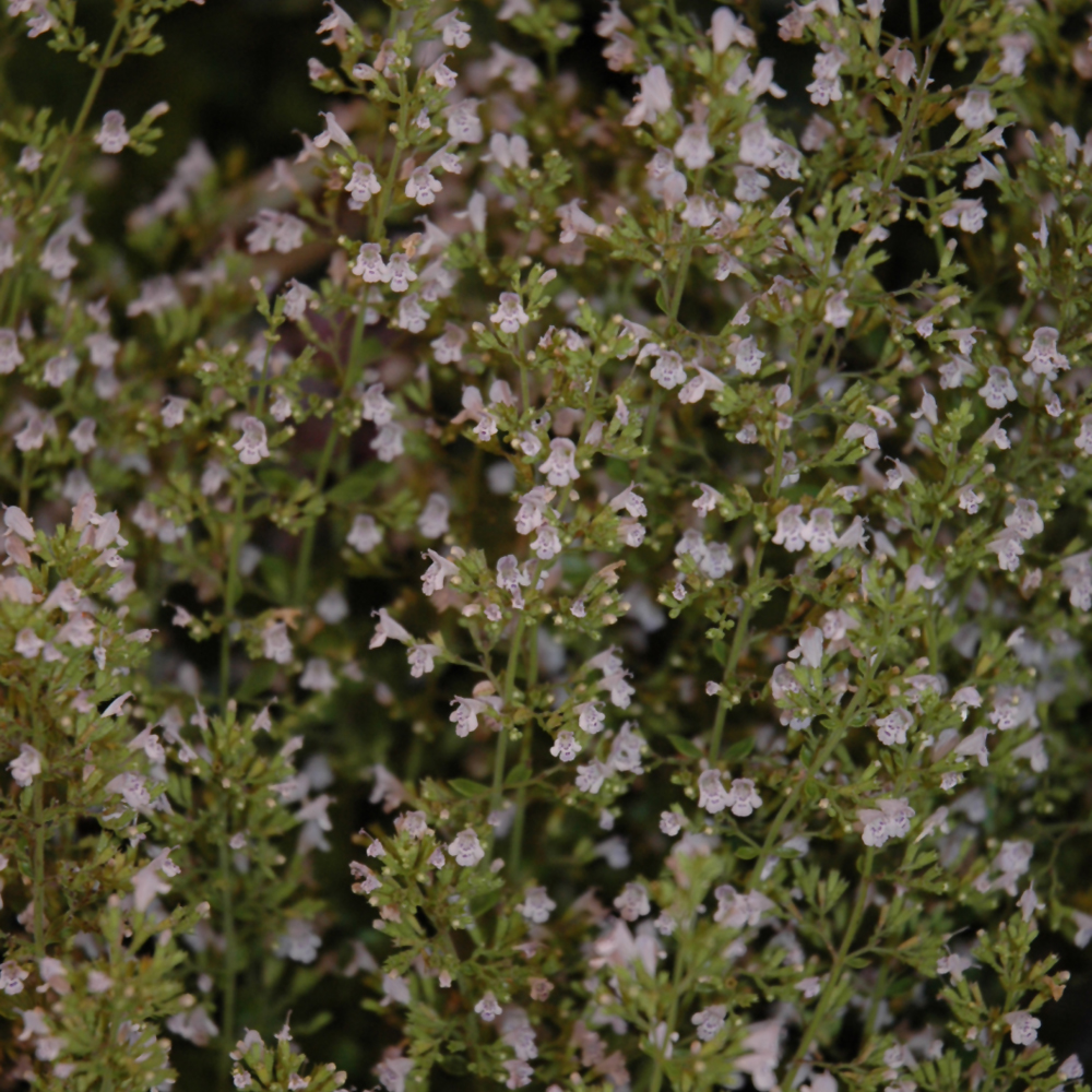 Montrose White Dwarf Calamint