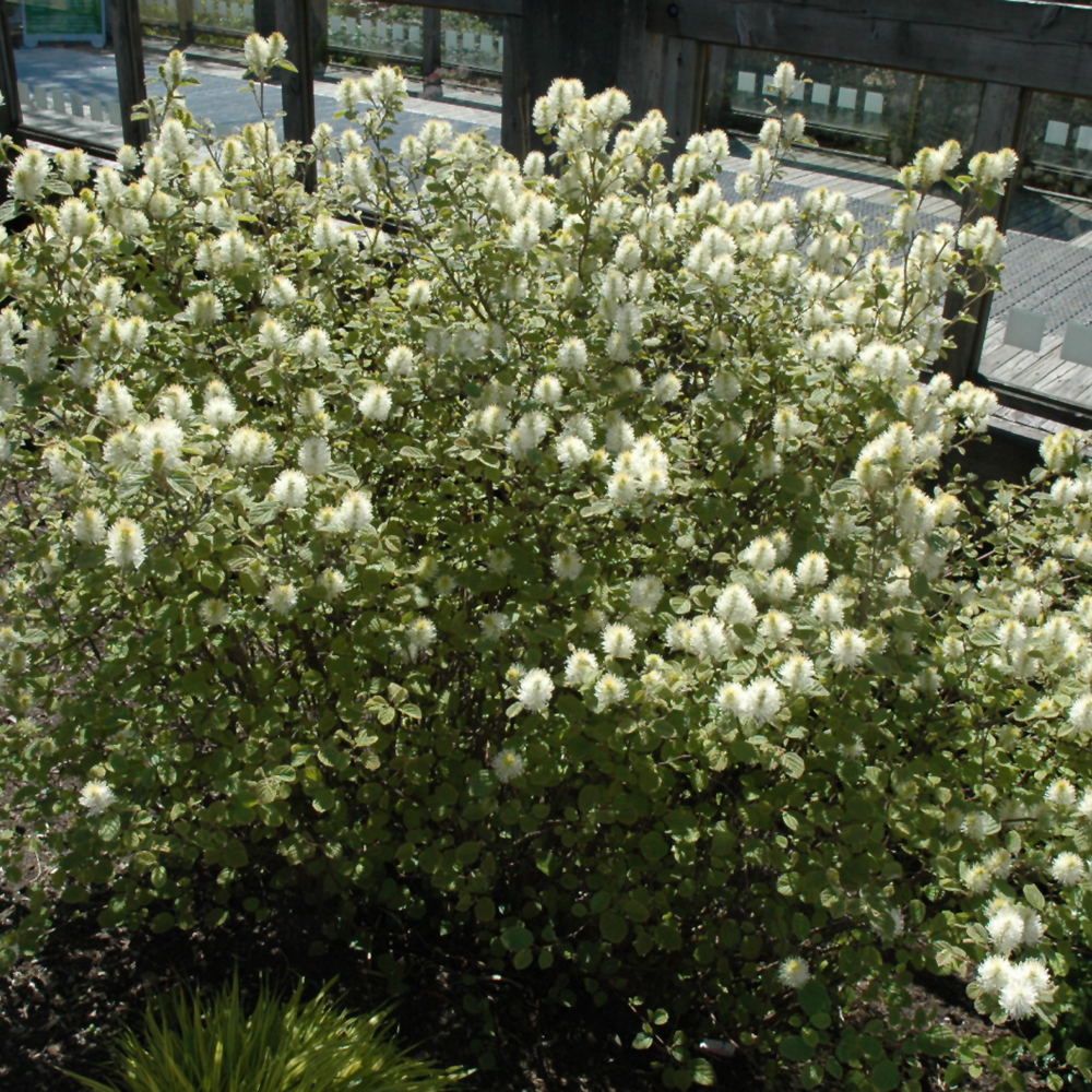 Mt. Airy Fothergilla - Image 2