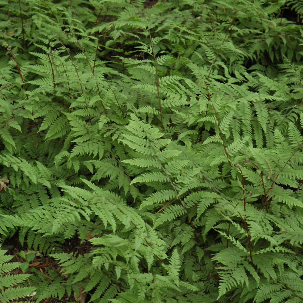 Lady Fern