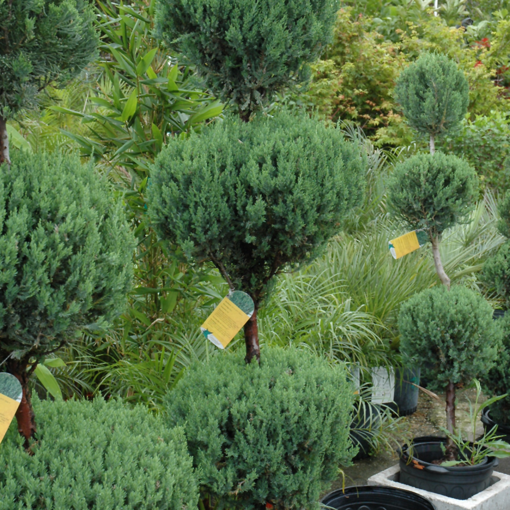 Blue Point Juniper - Image 3