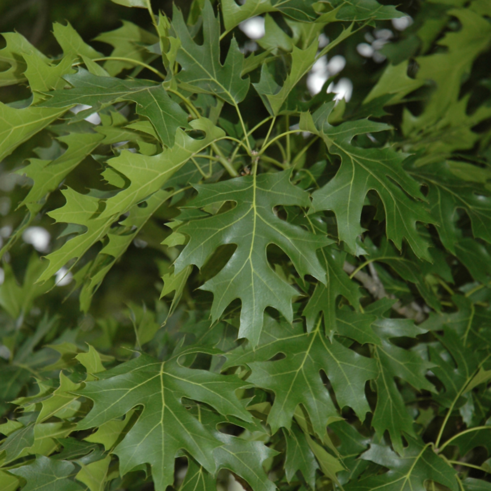 Shumard Oak - Image 2