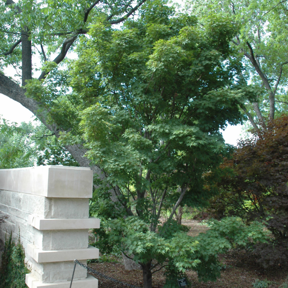 Tobiosho Japanese Maple - Image 2